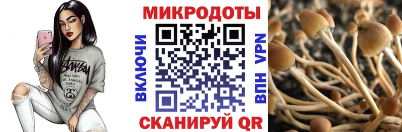 хочу Сухой Лог Псилоцибиновые грибы Psilocybe